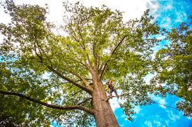 Best Utility Line Clearance  in Belleville, PA