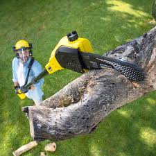 Best Tree Removal  in Belleville, PA