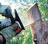 Best Emergency Tree Removal  in Belleville, PA