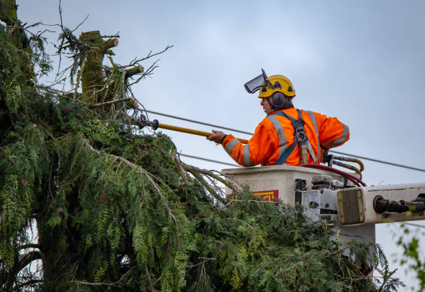 How Our Tree Care Process Works  in  Belleville, PA