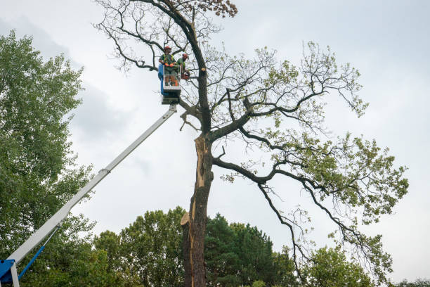 Best Tree Health Inspection  in Belleville, PA