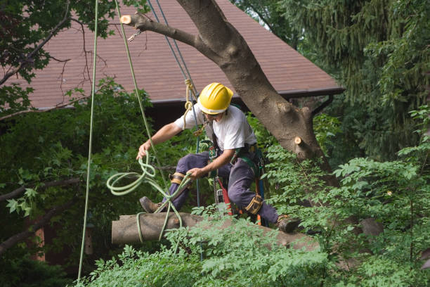 Best Tree Disease Treatment  in Belleville, PA