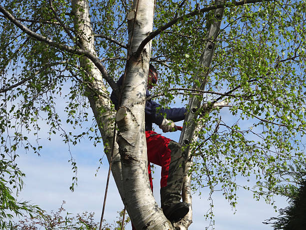 Best Hazardous Tree Removal  in Belleville, PA