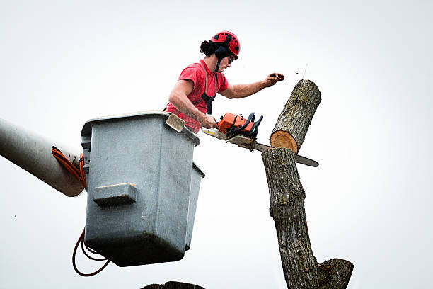 Best Root Management and Removal  in Belleville, PA