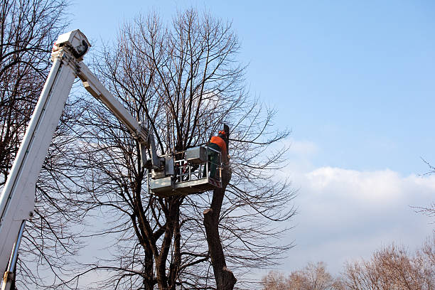 Best Palm Tree Trimming  in Belleville, PA