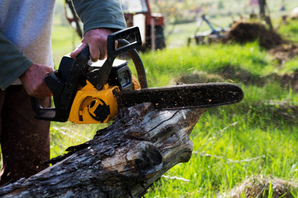 Best Storm Damage Tree Cleanup  in Belleville, PA
