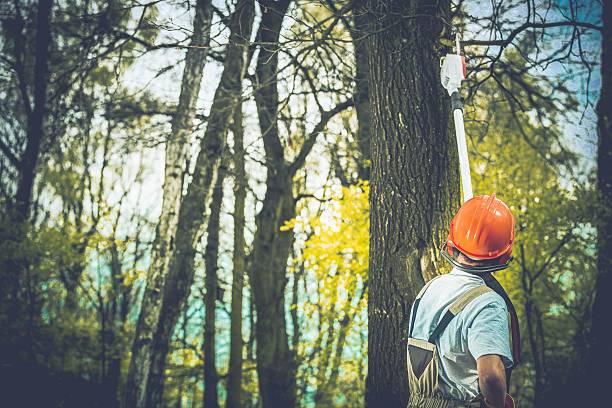Best Tree Trimming and Pruning  in Belleville, PA