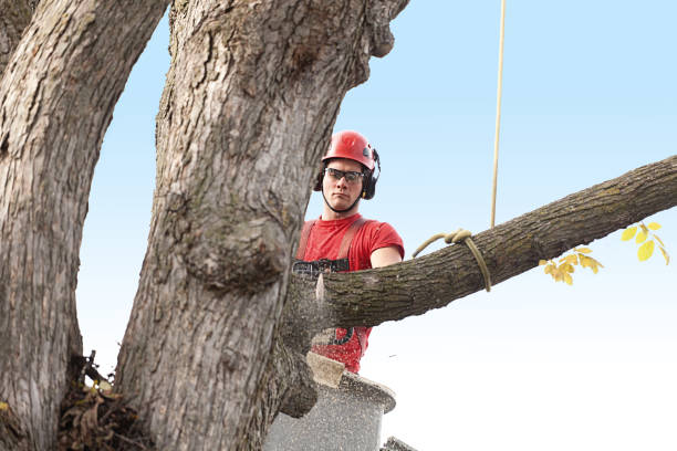 Best Tree Maintenance Programs  in Belleville, PA