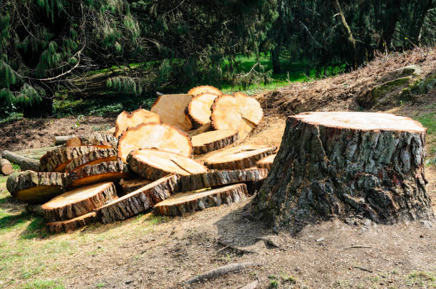Best Commercial Tree Services  in Belleville, PA